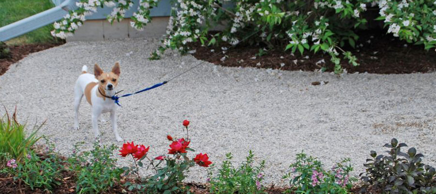 Essential Tips to Dog-Proof Your Backyard for Maximum Safety and Fun